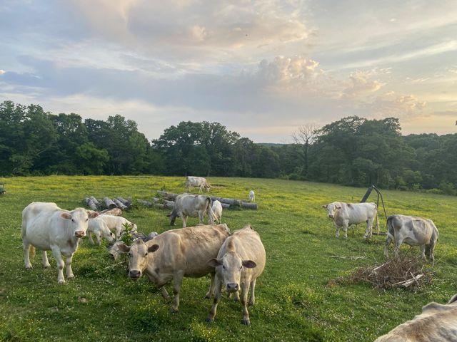 698 Payne Chapel Road, Lookout Mountain, GA 30750