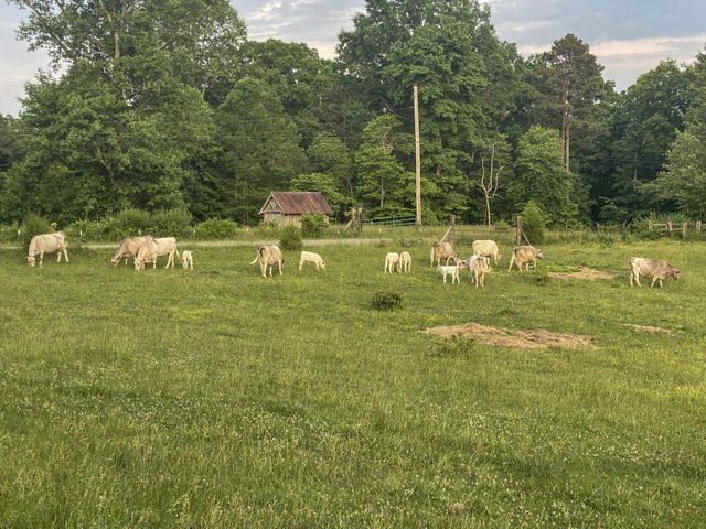 698 Payne Chapel Road, Lookout Mountain, GA 30750