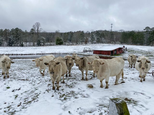 698 Payne Chapel Road, Lookout Mountain, GA 30750