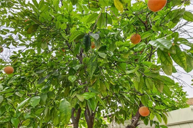 39592 Cardiff Avenue, Murrieta, CA 92563