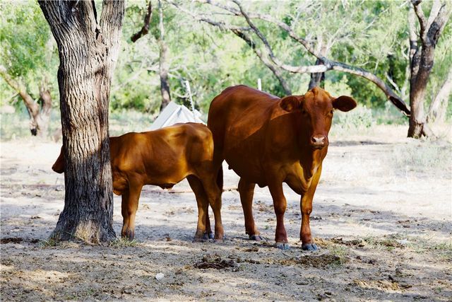 CR 119, Alice, TX 78332