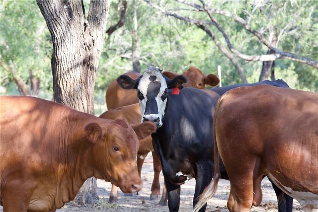 CR 119, Alice, TX 78332