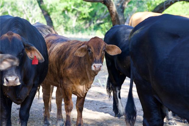 CR 119, Alice, TX 78332