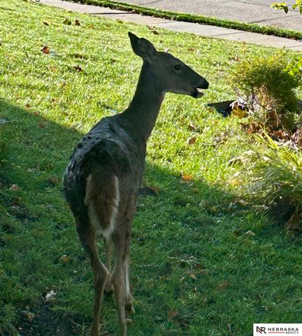 601 N Martin Drive, Bellevue, NE 68005