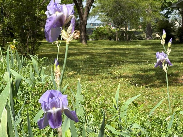 525 Central Landing Blvd, Conway, AR 72032