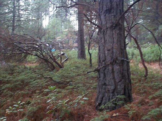 20550 Grizzly Creek Rd, North San Juan, CA 95959