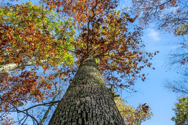 0 County Road 336, Annapolis, MO 63620