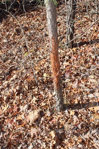 0 County Road 336, Annapolis, MO 63620