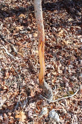 0 County Road 336, Annapolis, MO 63620