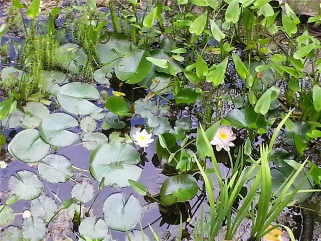 7451 Shady Glen Drive, Flowery Branch, GA 30542