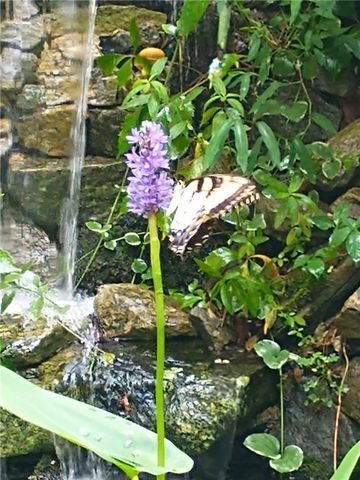 7451 Shady Glen Drive, Flowery Branch, GA 30542