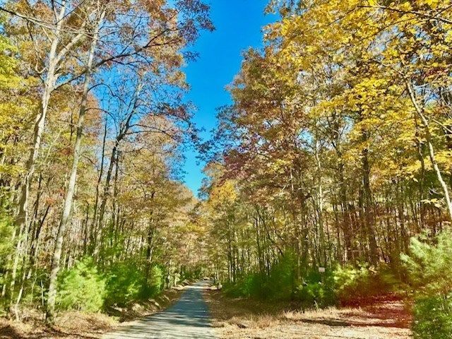 156 Peter Knob Road, Blue Ridge, GA 30513