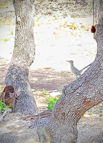 15901 Buddy Ave, Volente, TX 78641