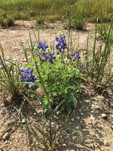 000 Lot 27 Winding Branch Lane, Chappell Hill, TX 77426