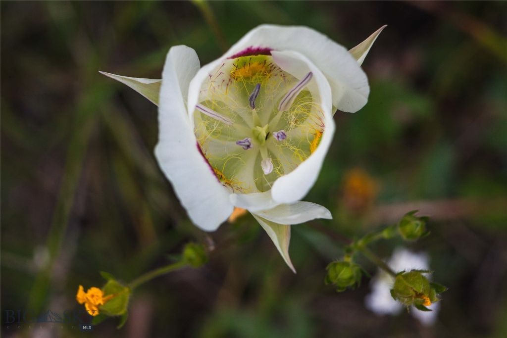 31420 Hwy 324, Dillon, MT 59725 photo 28