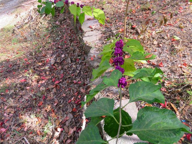 240 SE 165TH COURT ROAD, Silver Springs, FL 34488