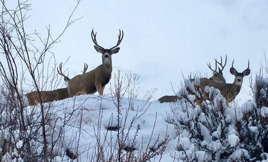 A-2 & A-3 Skyfire Drive, Hamilton, MT 59840 photo 7