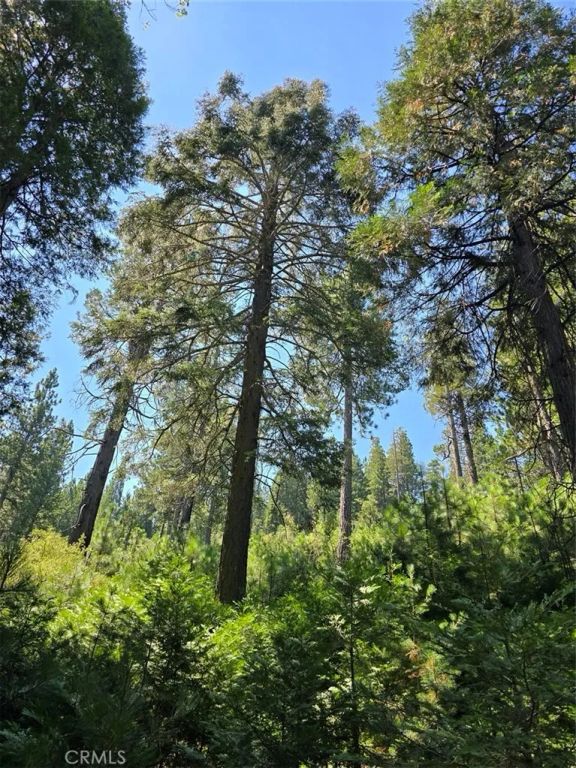 0 Lovers, Cedarpines Park, CA 92322
