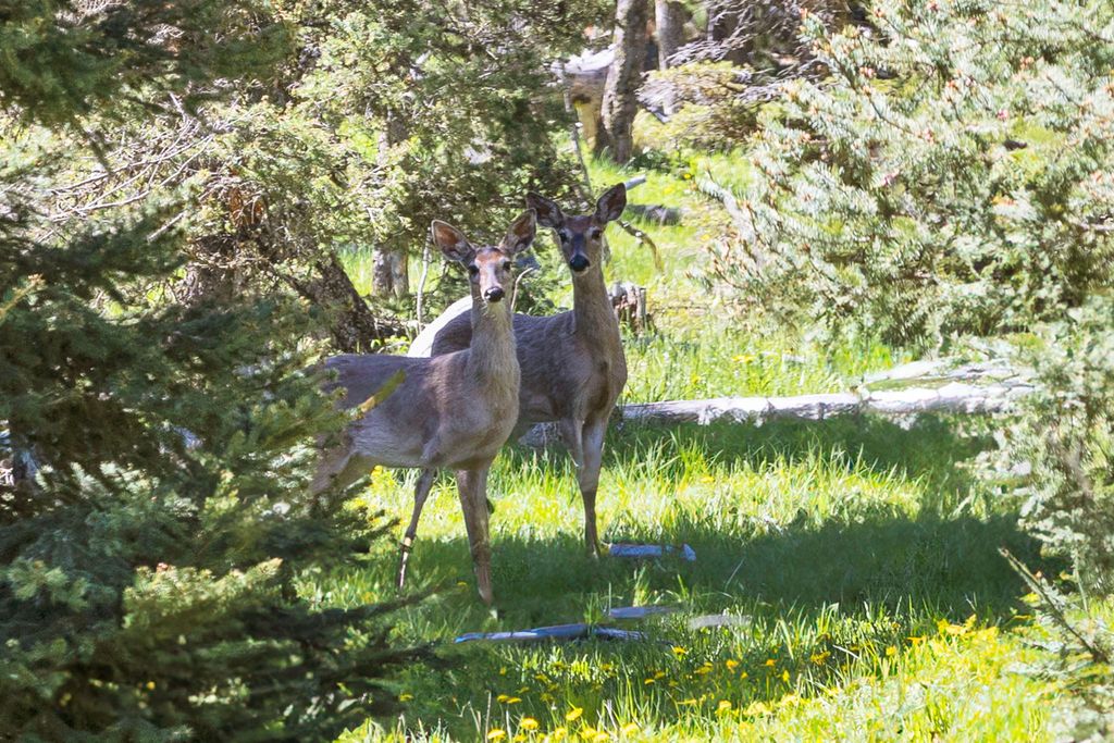 NHN N Fork Lower Willow Creek Road, Hall, MT 59837 photo 39