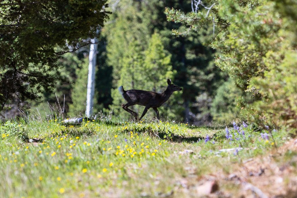 NHN N Fork Lower Willow Creek Road, Hall, MT 59837 photo 40