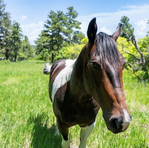 8221 Cuerna Verde Rd, Rye, CO 81069