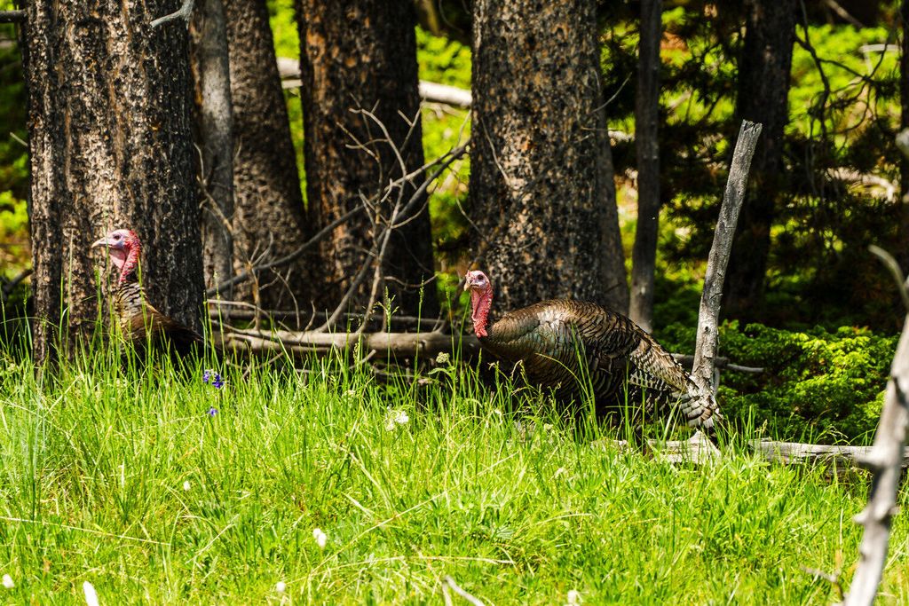 Hazelton Road, Buffalo, WY 82834 photo 62