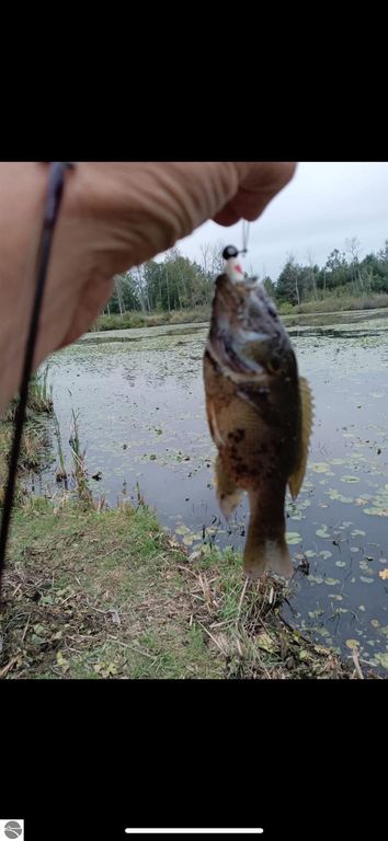 Person holding a freshly caught fish above a pond, surrounded by greenery and lily pads, illustrating fishing opportunities at the property near 4419 10 Mile Road, Evart, MI.