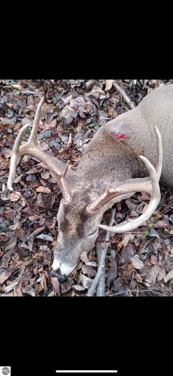 Deer with large antlers lying on the ground among fallen leaves, showcasing the wildlife and hunting opportunities in the Evart, MI area.