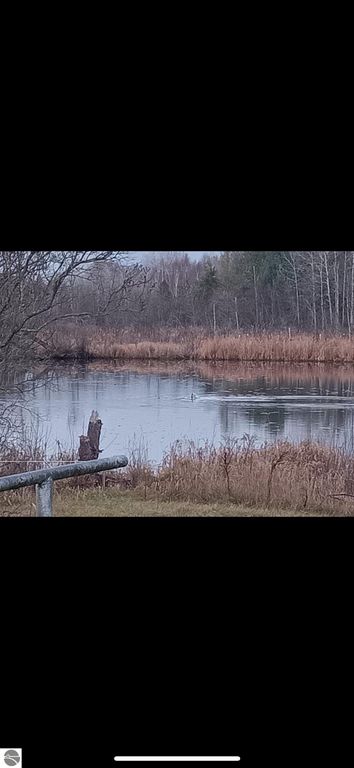 Pond surrounded by tall grasses and trees, showcasing a tranquil natural setting ideal for fishing near the property at 4419 10 Mile Road, Evart, MI.