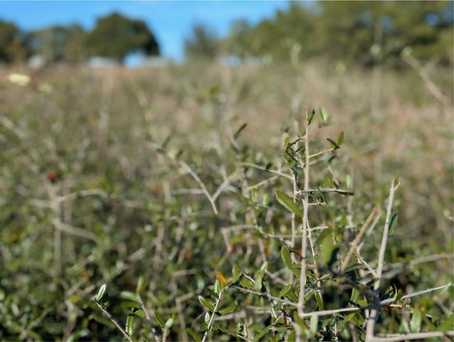 9487 Bauer Road, Fayetteville, TX 78940