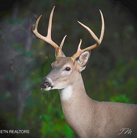 550 Carl Dixon Ln Lane, Gainesboro, TN 38562