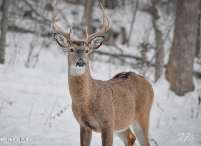 550 Carl Dixon Ln Lane, Gainesboro, TN 38562