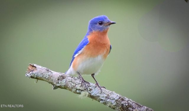 550 Carl Dixon Ln Lane, Gainesboro, TN 38562