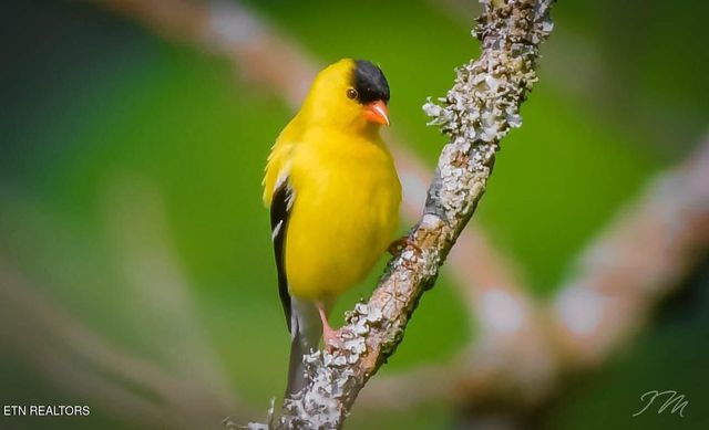 550 Carl Dixon Ln Lane, Gainesboro, TN 38562