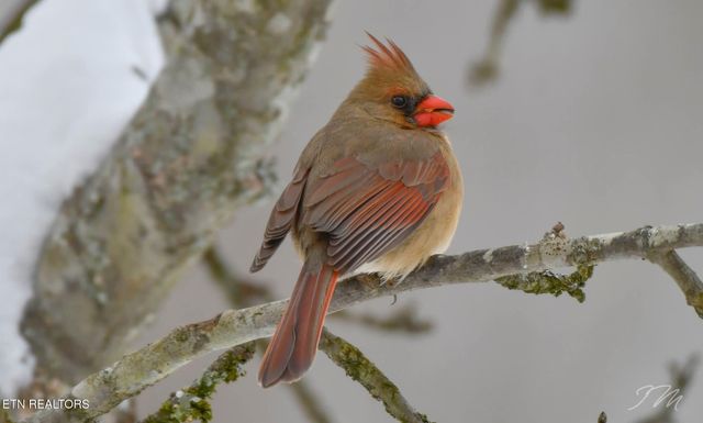 550 Carl Dixon Ln Lane, Gainesboro, TN 38562