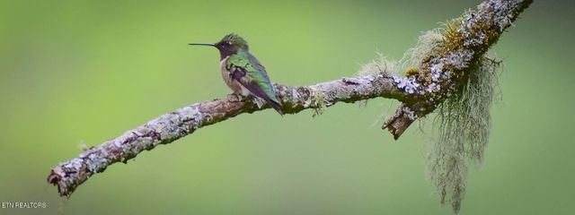 550 Carl Dixon Ln Lane, Gainesboro, TN 38562