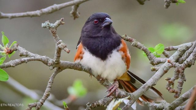 550 Carl Dixon Ln Lane, Gainesboro, TN 38562