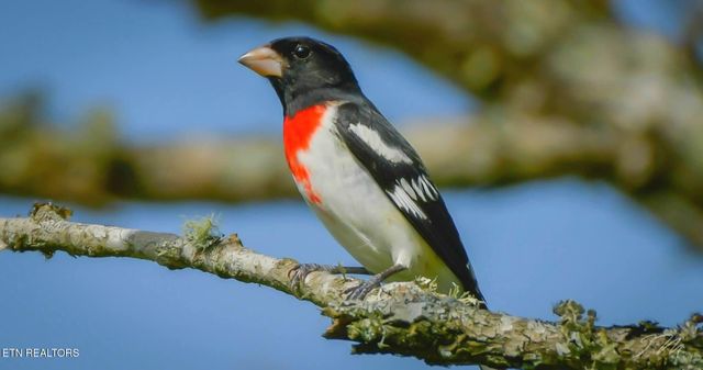 550 Carl Dixon Ln Lane, Gainesboro, TN 38562