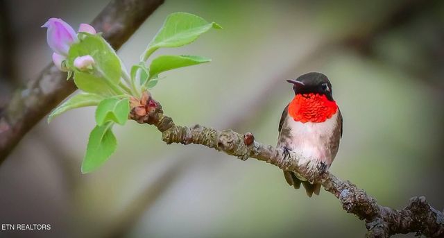 550 Carl Dixon Ln Lane, Gainesboro, TN 38562