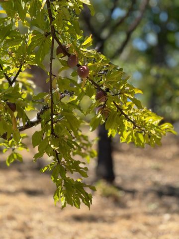 5045 Free Fox Ln, Placerville, CA 95667