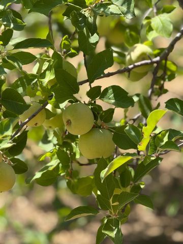 5045 Free Fox Ln, Placerville, CA 95667