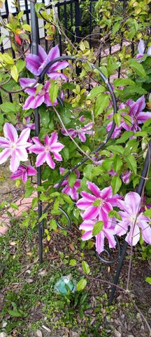 1709 Maplecress Way, Myrtle Beach, SC 29577