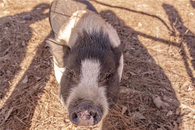 101 Callaham Drive, Belton, SC 29627