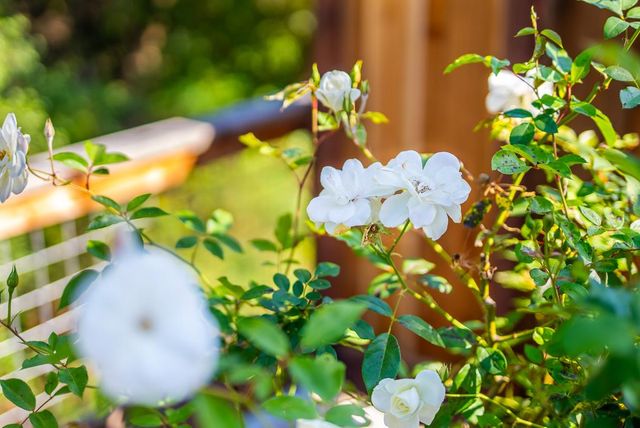 3210 Mulberry Drive, Soquel, CA 95073