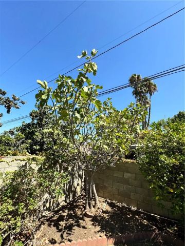 517 Lemon, Redlands, CA 92374