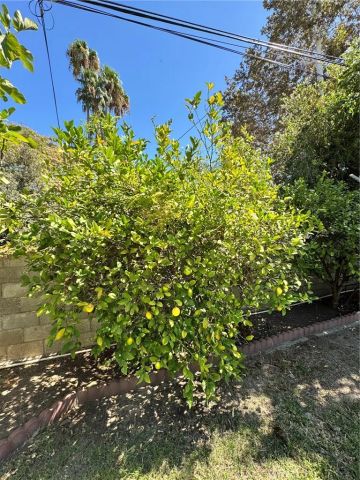 517 Lemon, Redlands, CA 92374