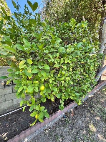 517 Lemon, Redlands, CA 92374