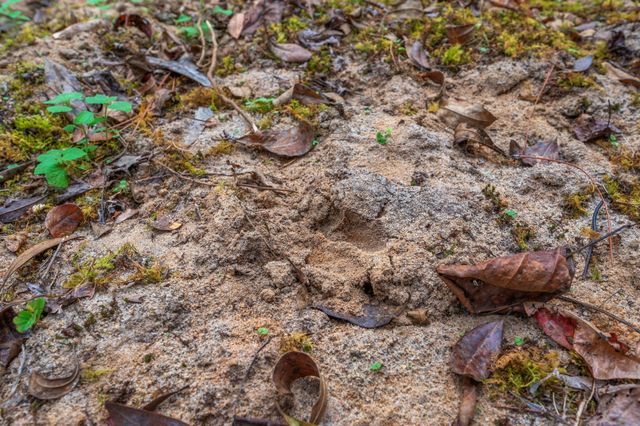 25727 FIFTH AVE, Florala, AL 36442