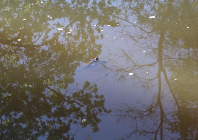 1318 Susan Cir, Roseville, CA 95661