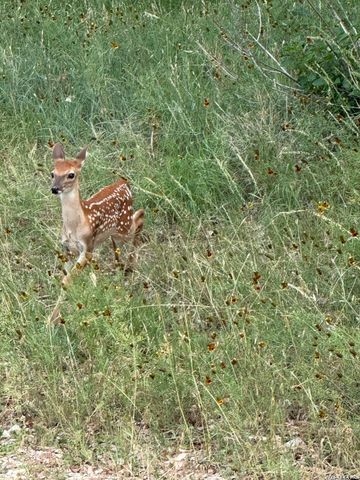 2872 Lakeview, Canyon Lake, TX 78133